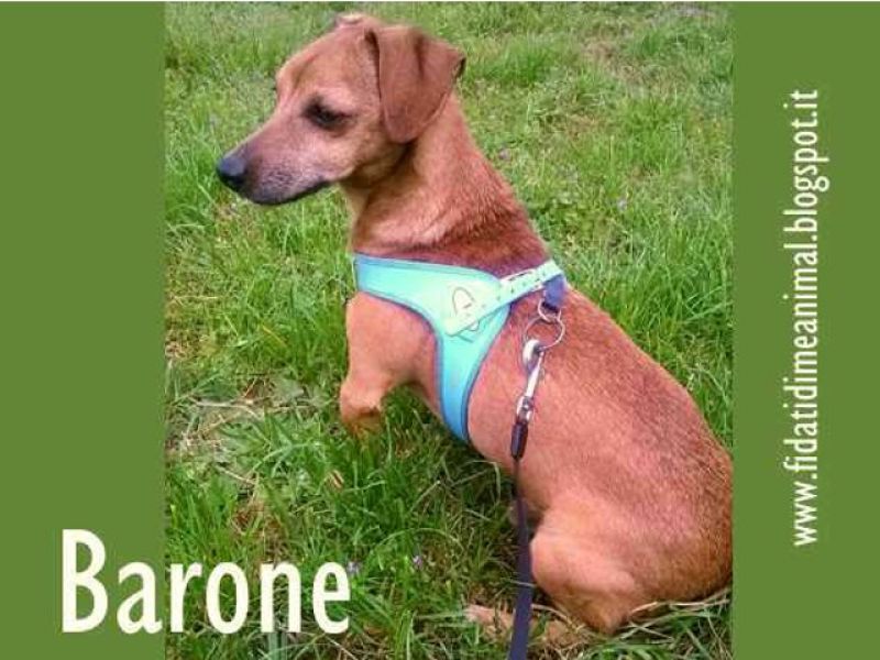 BARONE, taglia piccola molto affettuoso