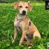 DAISY, mix molossina bellissima e giocherellona