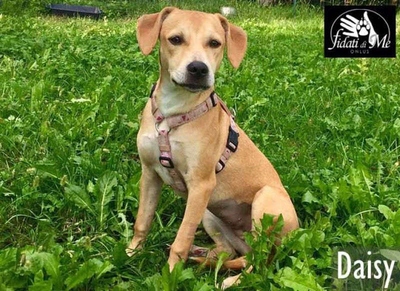 DAISY, mix molossina bellissima e giocherellona