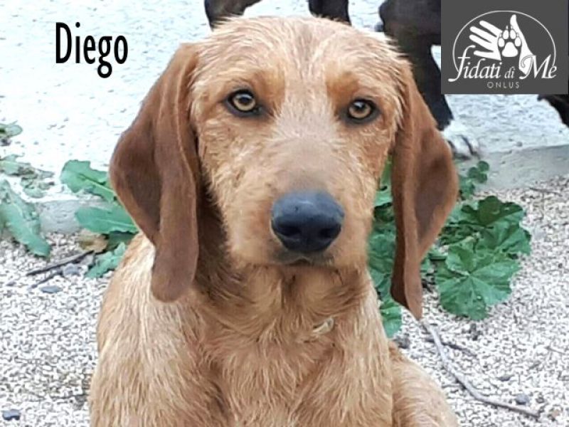 DIEGO, bassottino bellissimo