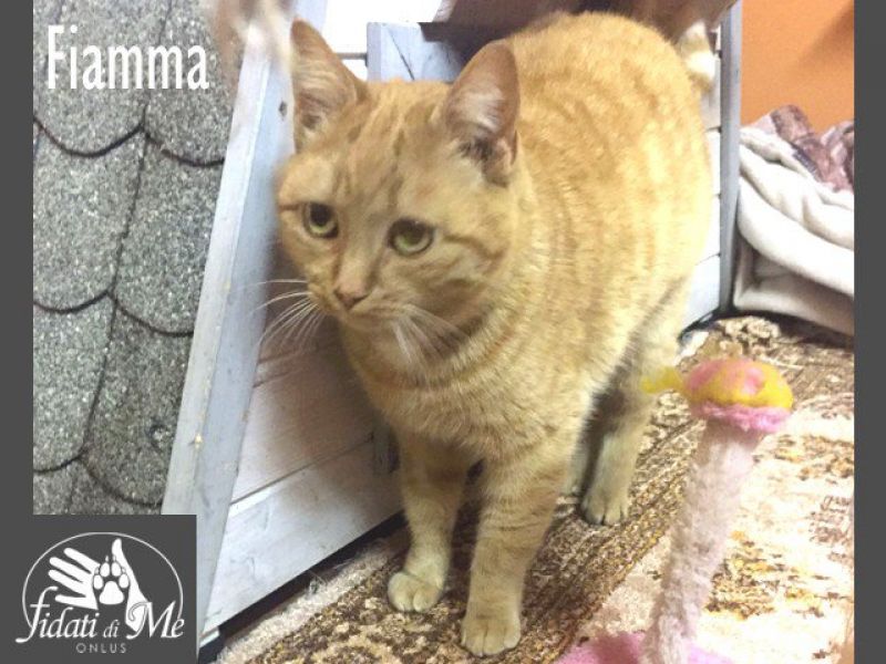 FIAMMA, bellezza rossa, gattina cerca casa