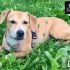 DAISY, mix molossina bellissima e giocherellona