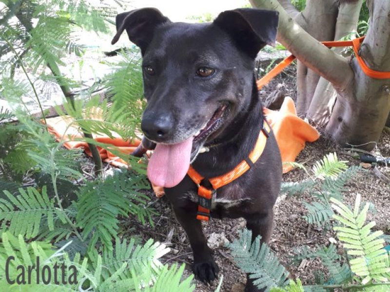 CARLOTTA, cagnolina socievolissima!