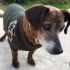 CECE, cagnolino taglia piccola cerca casa