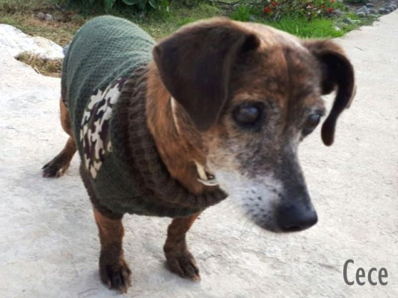 CECE, cagnolino taglia piccola cerca casa