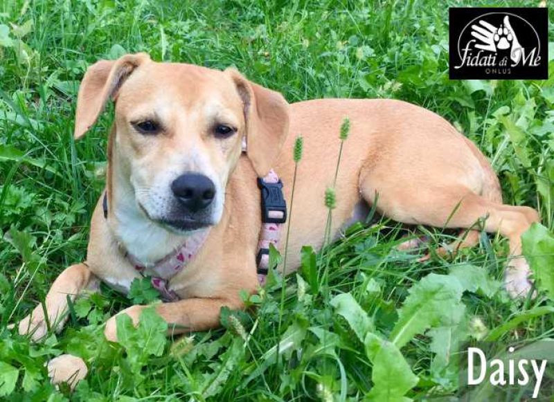 DAISY, bellissima e giocherellona