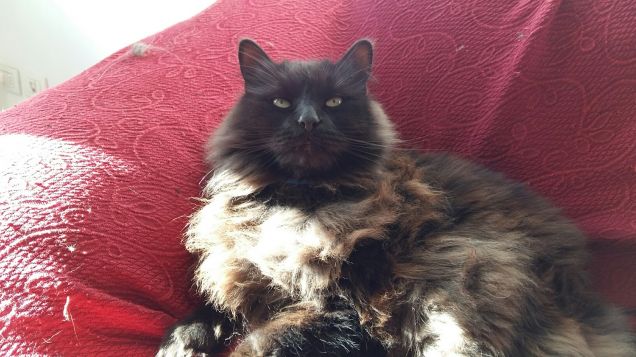 sono proprio rilassato