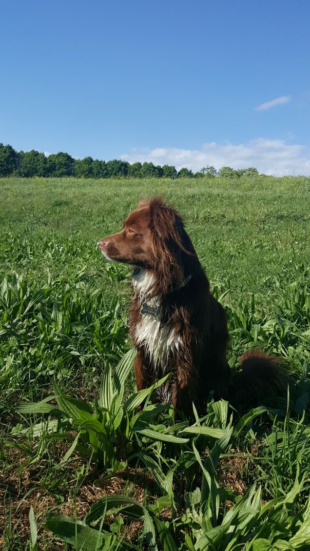Flo sulle mura di Lucca