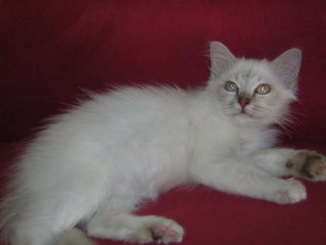 kiwi con il suo sguardo 