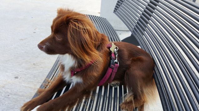 A guardare i traghetti all'Elba