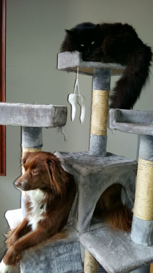 nuova cuccia per la flo