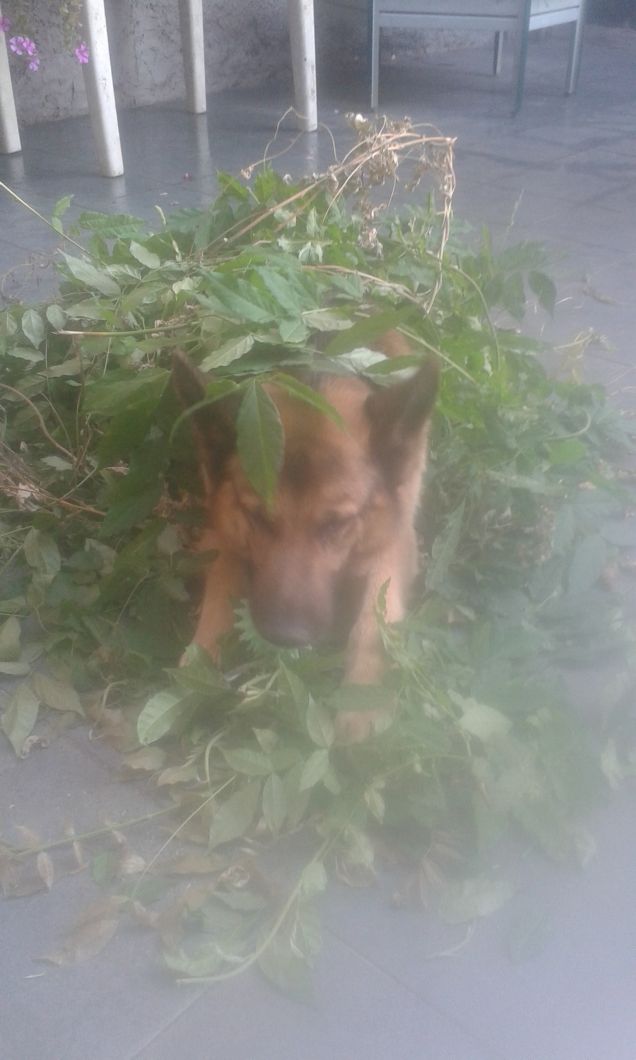 perfettamente mimetizzato