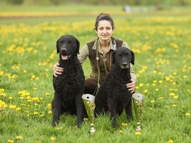 cane di notifica e protezione  CURLY RETRIEVER
