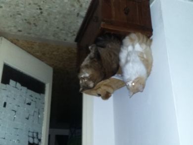 Micio milu rocco arno