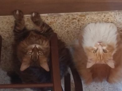 Micio milu rocco arno