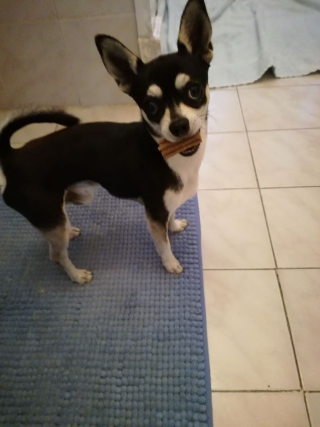 Pippo e l'omaggio ricevuto