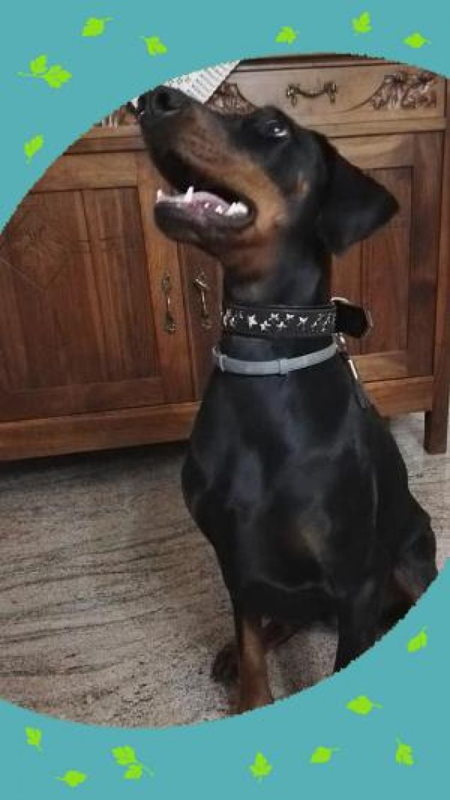 Sorriso di Dobermann