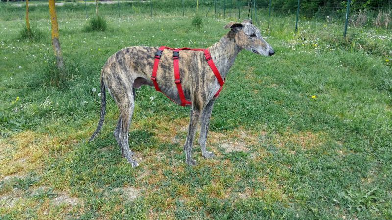 LEVRIERO GALGO SPAGNOLO 2 ANNI