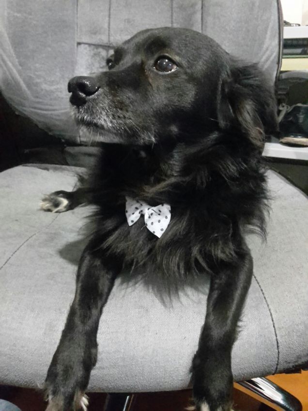 Roy ama essere elegante