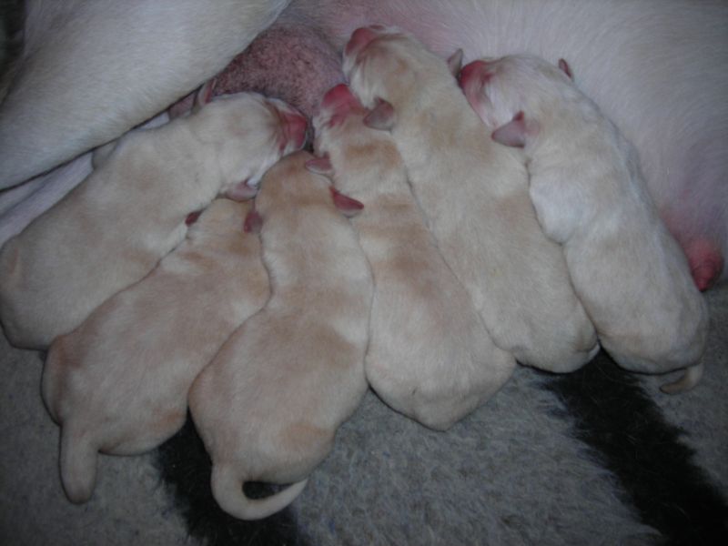 Labrador cuccioli gialli 