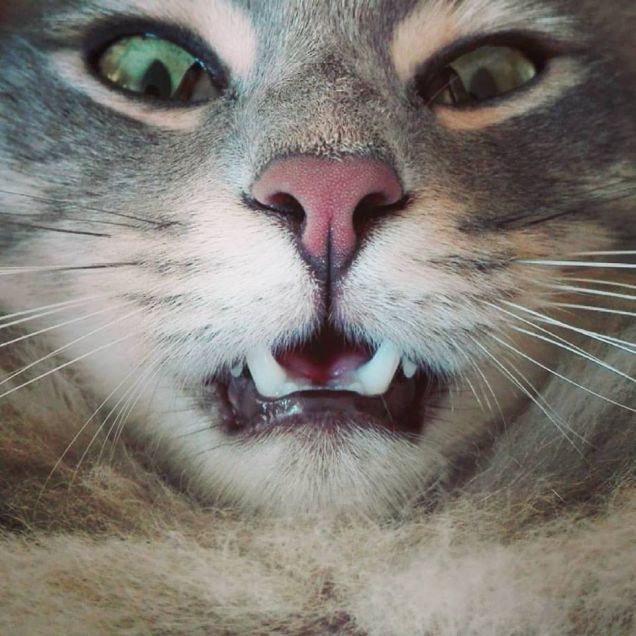 Silver in versione Draculino!!