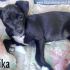 DAIKA, mix Amstaff, allegra e affettuosa