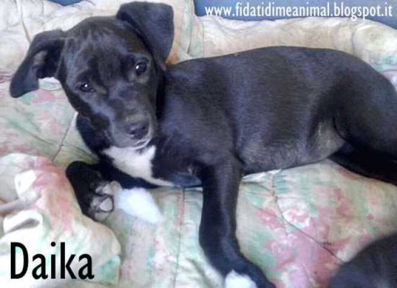 DAIKA, mix Amstaff, allegra e affettuosa