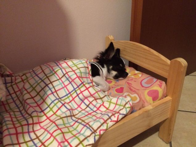 Mirtillo fa la nanna