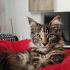 Cerco maschio di maine Coon per accoppiamento 