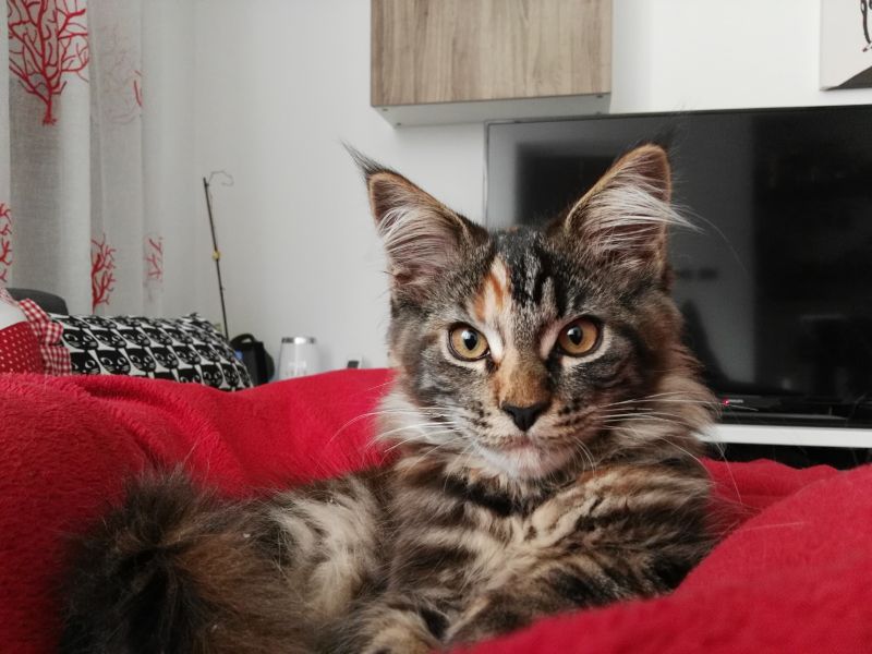 Cerco maschio di maine Coon per accoppiamento 