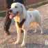 Bianco incrocio labrador color neve