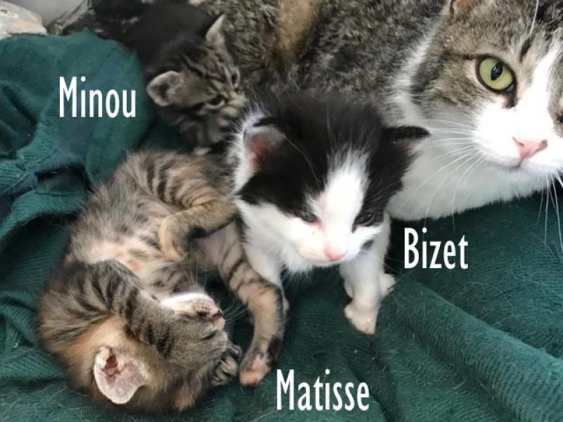 Gli aristogatti Bizet, Matisse e Minou