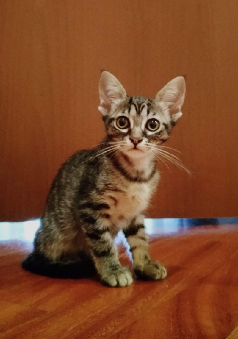 Minou dolce tigratina