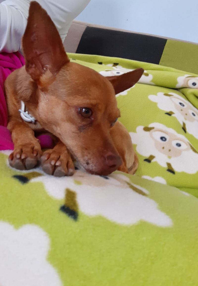 NANO MICRO CAGNOLINO DAL CUORE GRANDE