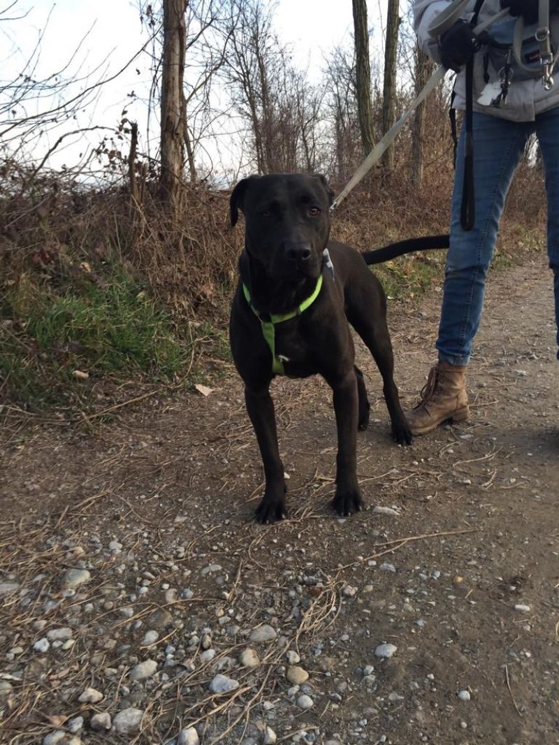 STICH, INCROCIO PITBULL DAL CUORE D’ORO