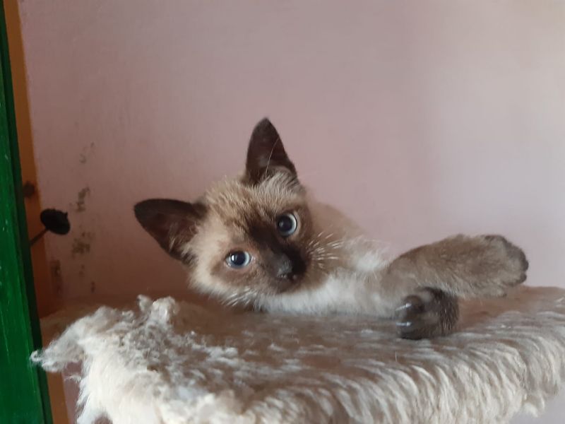 CHOCO STUPENDO CUCCIOLO SIMIL SIAMESE