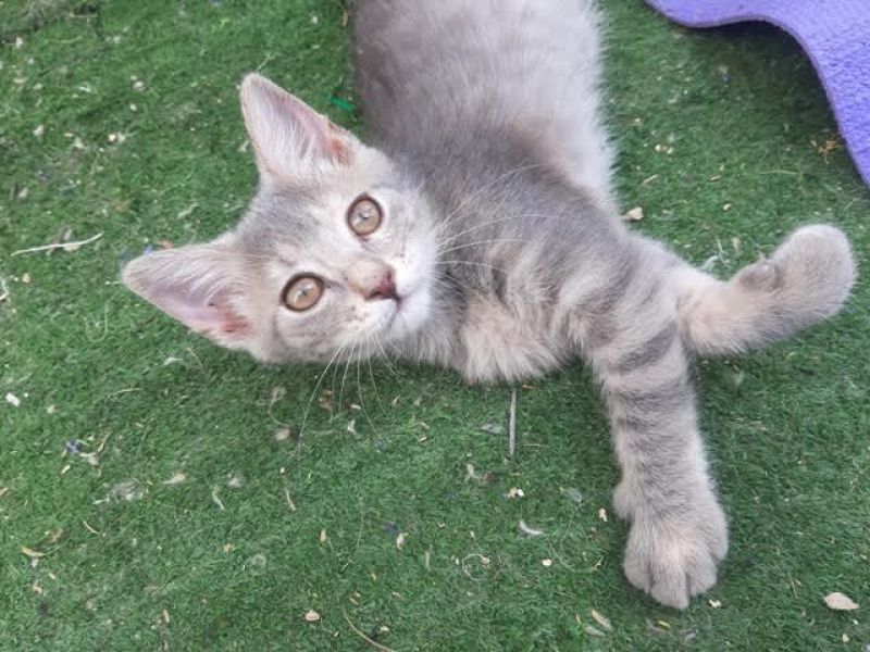 ZARINA LA DOLCEZZA FATTA GATTO
