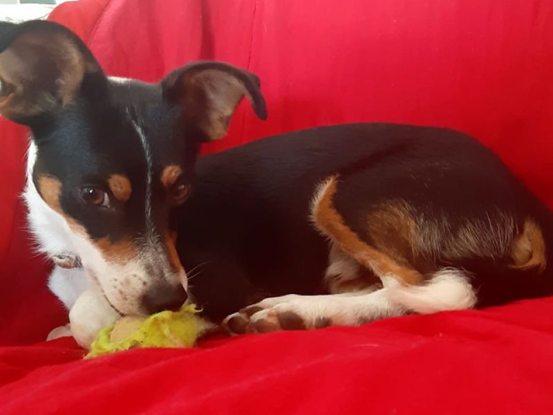 Miky dolcissimo cucciolo giocherellone