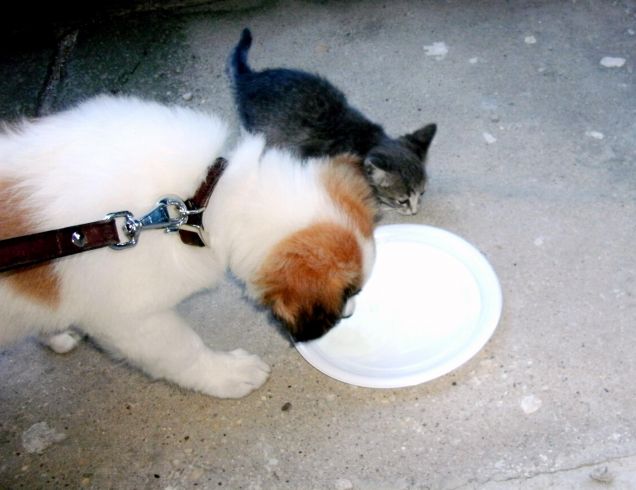 Stich da piccolo con il suo amichetto Gin