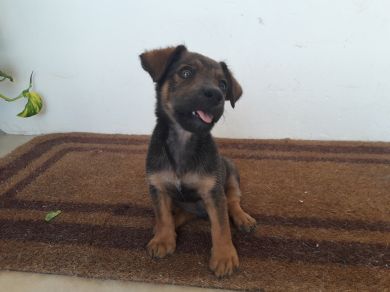 PEPITO 3 mesi , PUFFA 13 anni, ROCKY 3 anni