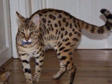 Caracals, ocelot, seravls e altri gattini disponibili 