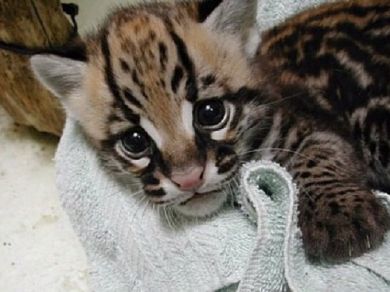 Caracals, ocelot, seravls e altri gattini in vendita disponibili