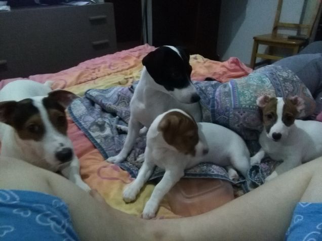 Dandy Moana Sofia e Rachele