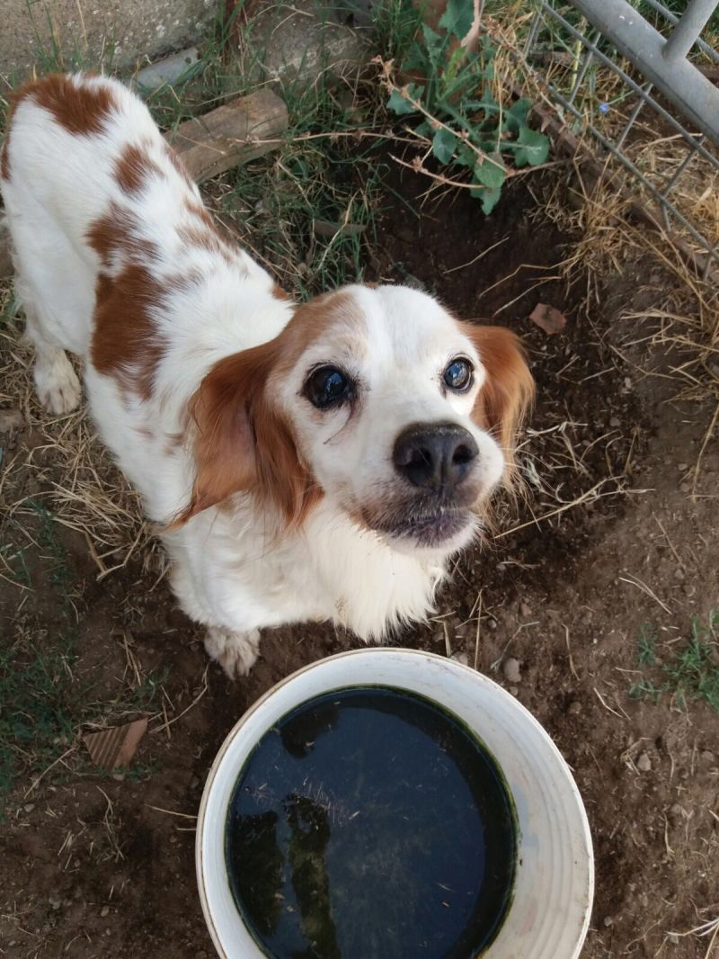 Un lieto fine per Lady, 10 anni, in canile