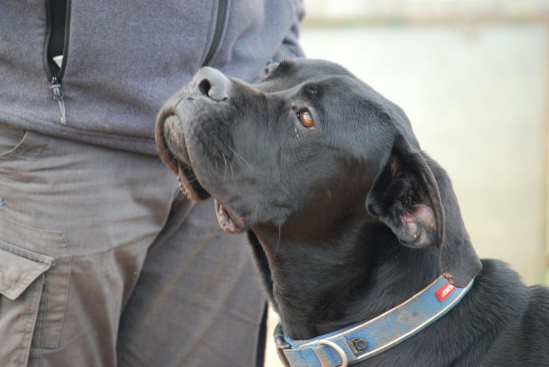 Iron, cane Corso di 17 mesi giocherellone e socievole in adozione ! 