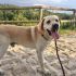 Nelson labrador di nove anni