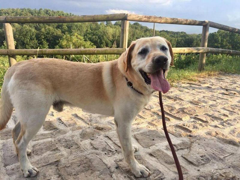 Nelson labrador di nove anni