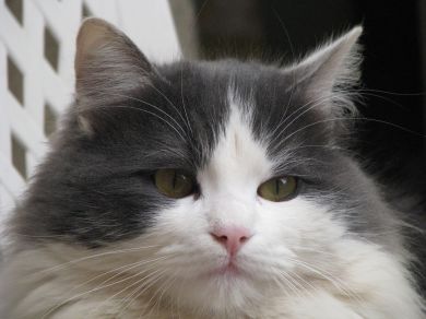 Gigi