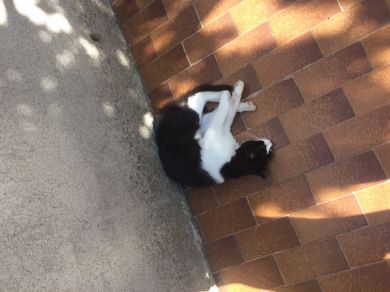 Micio