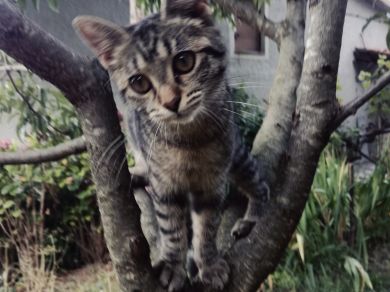 Ciko